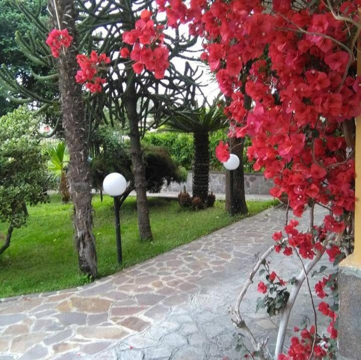 Ospitalita Il Noce Bed & Breakfast Brusciano Eksteriør bilde